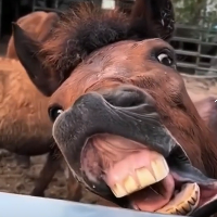 อิคิวซัง ครับผม