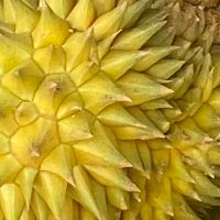 ครับผม99999