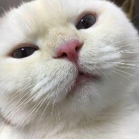 แมวเหมียวๆ