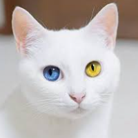 Michi