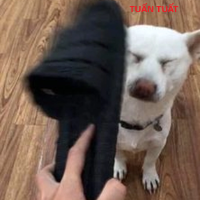 Duật Tiết
