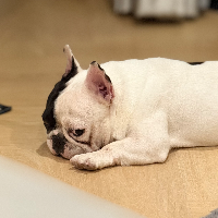 Brutus_ไจแอนท์25
