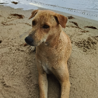 พี วีระกิจ